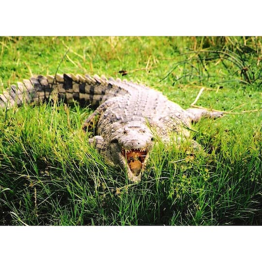 Sparkly Selections Crocodile on the Nile River, Uganda Diamond Painting Kit, Round Diamonds